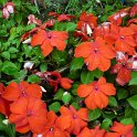 Impatiens x walleyriana 'Expo ecarlate'